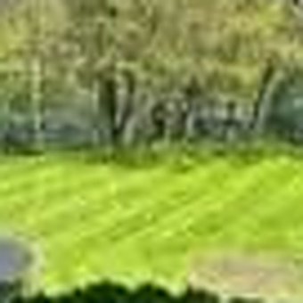 Striped backyard lawn with mature trees in Southwestern Ontario